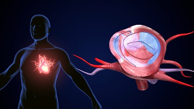 male heart blood circulation. 3dillustration