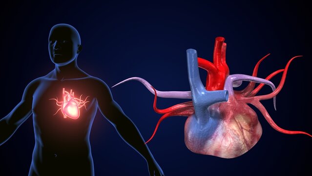 male heart blood circulation. 3dillustration