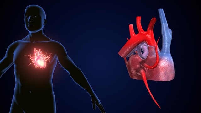 male heart blood circulation. 3dillustration
