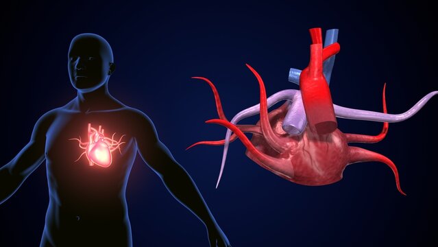 male heart blood circulation. 3dillustration