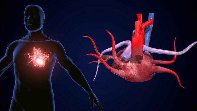 male heart blood circulation. 3dillustration