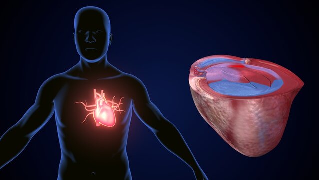 male heart blood circulation. 3dillustration