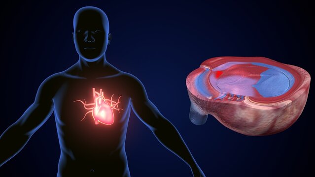 male heart blood circulation. 3dillustration