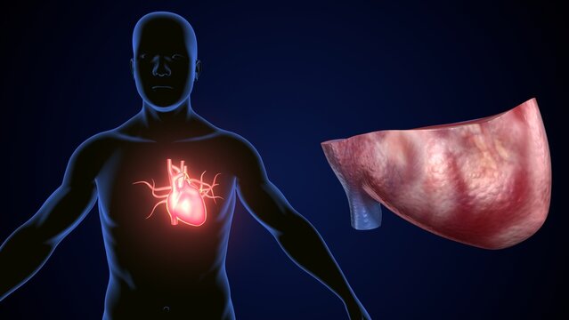male heart blood circulation. 3dillustration