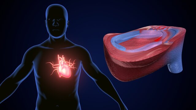 male heart blood circulation. 3dillustration