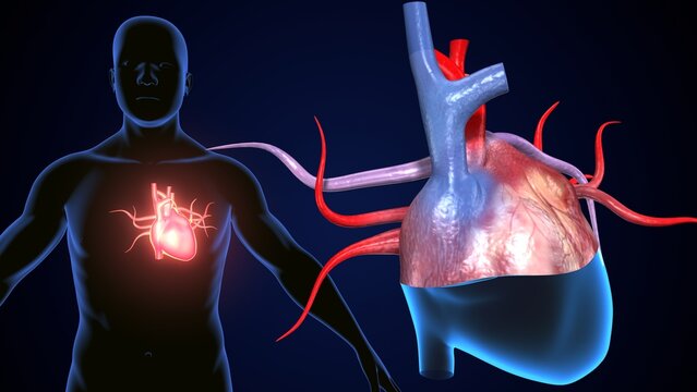 male heart blood circulation. 3dillustration