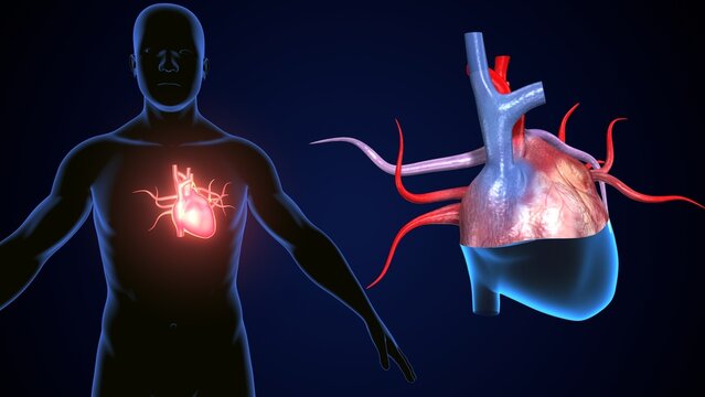 male heart blood circulation. 3dillustration