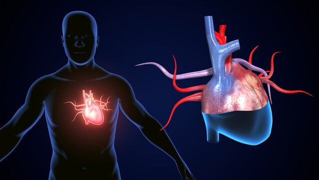 male heart blood circulation. 3dillustration