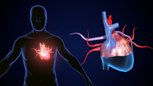 male heart blood circulation. 3dillustration