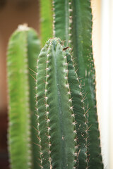  multifaceted nature.  As we continue to explore the plant kingdom, E. antiquorum serves as a reminder of the incredible diversity and adaptability of life on Earth, even in the most challenging envir