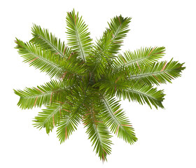 Single palm Tree isolated on transparent background. Montgomery palm tree with green leaves on white background. Isolated palm tree PNG on transparent background. palm tree leaves. Veitchia arecina.