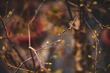 cultivation, cultural significance, and potential future of this remarkable species.While Ochna integerrima is currently widely cultivated and appreciated, its future faces some potential challenges: