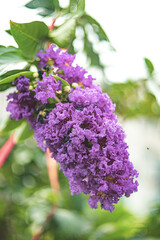 across temperate and subtropical regions.  This extensive exploration delves into the various facets of Lagerstroemia floribunda, encompassing its taxonomy, morphology, ecology, cultivation, uses, cul