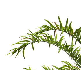 palm Tree Leaves isolated on transparent background. PNG palm tree with green leaves isolated on white background. Isolated palm tree branch on transparent background PNG. corner palm tree foliage PNG