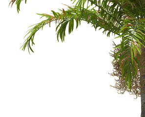 palm Tree Leaves isolated on transparent background. PNG palm tree with green leaves isolated on white background. Isolated palm tree branch on transparent background PNG. corner palm tree foliage PNG