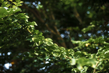 Sinica pure beauty. However, when Radermachera Sinica grown indoors, most happy Radermachera Sinica do not flower Radermachera Sinica. Radermachera Sinica Used in