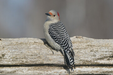 Red Bellied Woodpeckers in winter at feeder, dominant bird