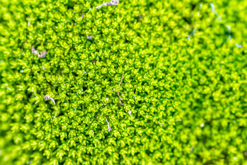 abstract green background