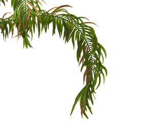 palm Tree Leaves isolated on transparent background. corner palm tree foliage PNG. PNG palm tree with green leaves isolated on white background. Isolated palm tree branch on transparent background PNG