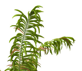 palm Tree Leaves isolated on transparent background. corner palm tree foliage PNG. PNG palm tree with green leaves isolated on white background. Isolated palm tree branch on transparent background PNG