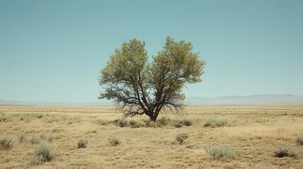 Obraz premium Alone Tree in an Expansive Dry Landscape Under Clear Blue Sky