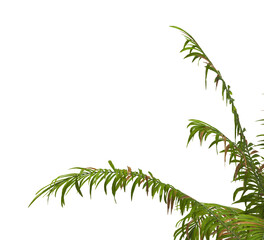 palm Tree Leaves isolated on transparent background. corner palm tree foliage PNG. PNG palm tree with green leaves isolated on white background. Isolated palm tree branch on transparent background PNG