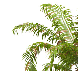 palm Tree Leaves isolated on transparent background. corner palm tree foliage PNG. PNG palm tree with green leaves isolated on white background. Isolated palm tree branch on transparent background PNG