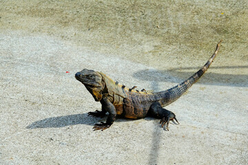 Iguana at Costa Maya Mexico is a popular cruise ship stop on the western Caribbean Sea .  Created 11.01.24