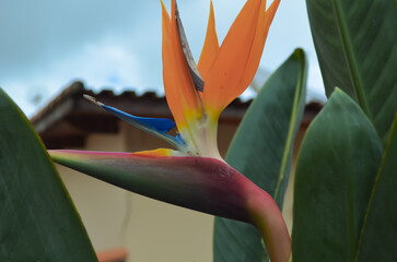 Close-up of a colorful Bird of Paradise flower with lush green leaves.