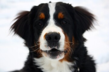 Headshot of a Bernese mountain dog