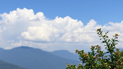 Serene Mountain Landscape with Blooming Bush and Fluffy Clouds