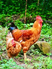 Couple  chicken in the field 
