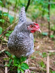 chicken on the field 