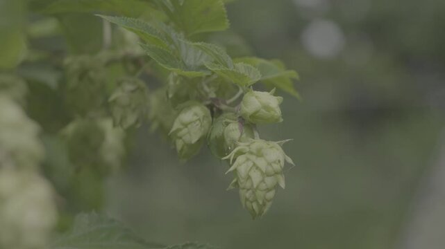 Fx30, Helios 44-2 slog3