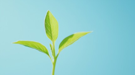 Fototapeta premium Growing green a young plant surfaces against a blue background nature photography close-up view fresh beginnings