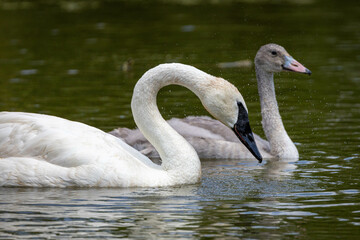 swan on the lake