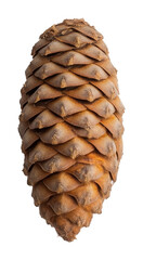 Close-up of a pine cone on a white background, nature and botanical concept