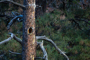 barren tree with hole in it