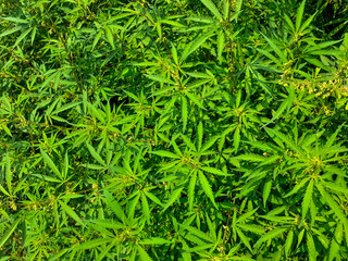 Green grass background of cannabis sativa plants, also known as marihuana and hemp, top view 