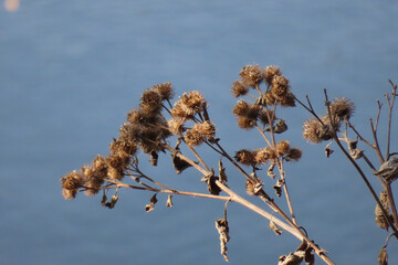 Dry burdock on water background, natural background, copy space