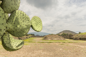 Green cactus with the ruins of the ancient city of Teotihuacan