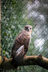 A common buzzard perched on a branch in an enclosure at a wildlife sanctuary.