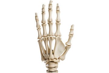 Anatomically Detailed Skeleton Hand Model with Realistic Structure Isolated on Transparent Background PNG