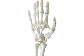 Realistic Anatomical Skeleton Hand Model Displaying Bone Structure Against A Transparent Background