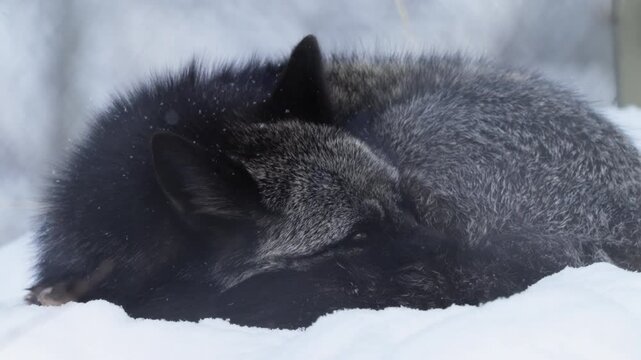 Witness a mesmerizing close-up of a silver fox navigating the snowy Yukon forest. With thick fur and sharp instincts, this cunning winter hunter embodies the spirit of Canada&rsquo;s wild