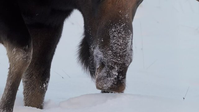 Observe a cinematic close-up of a bull moose with giant antlers foraging in deep winter snow in Yukon Territory. Snow clings to its face, showcasing this iconic North American species.
