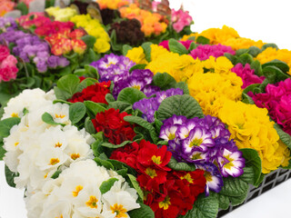 プリムラジュリアンの花苗