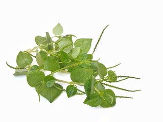 Betel pepper or Peperomia pellucida isolated on white background. Herb medicine plant 