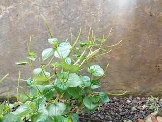 Betel pepper or Peperomia pellucida in outdoor garden. Herb medicine plant 