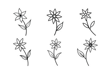 Edelweiss (Leontopodium alpinum) line art vector illustration